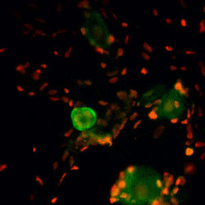 Реактив IgG - RA14135 - Neuromics - для научных исследований / для иммуногистохимии / жидкость