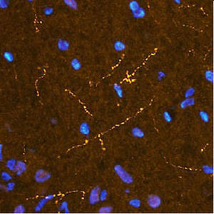 Реактив IgG - RA21026 - Neuromics - для иммуногистохимии / для иммунофлюоресценции / для иммуноцитохимии