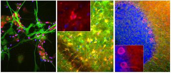 Реактив IgG - MO22135 - Neuromics - для научных исследований / для вестерн-блоттинга / для иммунофлюоресценции