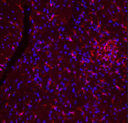 Реактив антитела - CH22134 - Neuromics - для научных исследований / для вестерн-блоттинга / для иммуногистохимии