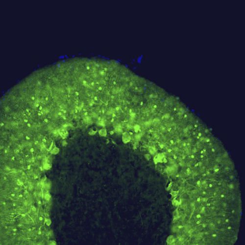 Реактив IgG - MO22149 - Neuromics - для научных исследований / для вестерн-блоттинга / для иммуногистохимии