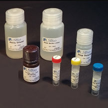 Набор для теста для исследований - LS-K297 - LifeSpan BioSciences - для исследований в области медикаментов / AST / NAD