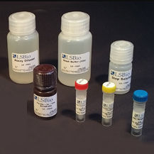 Набор для теста щелочная фосфатаза - LS-K301 - LifeSpan BioSciences - для исследований / сыворотки / плазменный
