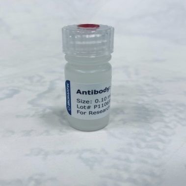 Реактив поликлональное антитело - CAU21001 - Biomatik - для исследований / жидкость / животного происхождения
