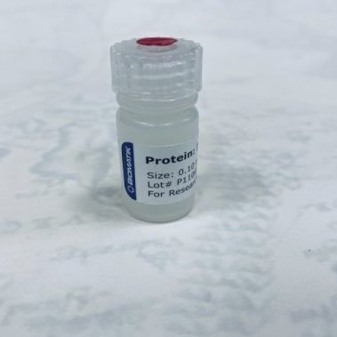Реактив в растворе - RPU40002 - Biomatik - для исследований / лиофилизированный / для протеинов