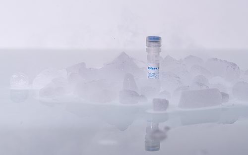 Реактив ингибитор РНКаз - 105330 - BIORON GmbH - для PCR / для извлечения РНК / для очистки РНК