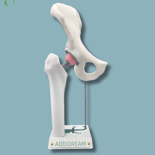 Анатомическая модель для бедра - 07-AA-01 - ADDIDREAM - полутаза / бедренной кости / для обучения