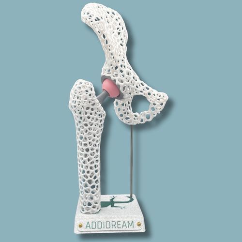 Анатомическая модель для бедра - 07-AD-01 - ADDIDREAM - полутаза / бедренной кости / для обучения