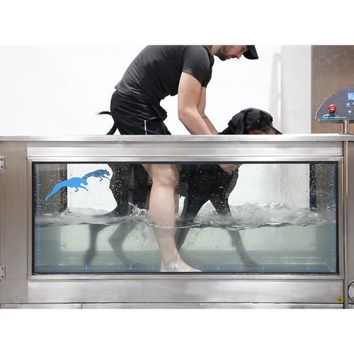 Погружная ветеринарная беговая дорожка - Aqua Runner - DOG RUNNER - для гидротерапии / для собак / с противоскользящей поверхностью