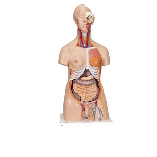 Анатомическая модель тело - B30 - 3B Scientific   - для образовательных целей / миниатюрная