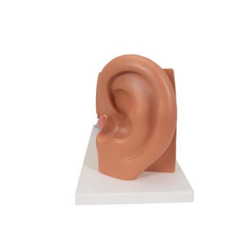 Анатомическая модель уха - E10 - 3B Scientific   - для образовательных целей