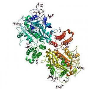 Реактив нативный антиген - P117-8 - BBI Enzymes  - для клинической химии / для исследований / для теста ELISA