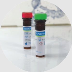 Реактив краситель - ELiDNA™ - Elisabeth Pharmacon spol  - для нуклеиновых кислот / глицерола / для ДНК