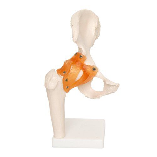 Анатомическая модель для бедра - EDC208 - EMS Physio - из пластика / гибкая