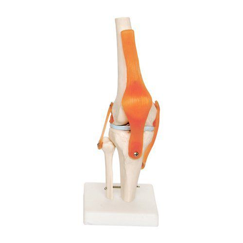 Анатомическая модель для колена - EDC209 - EMS Physio - из пластика / гибкая