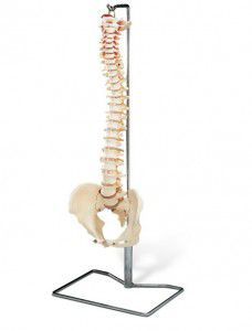 Анатомическая модель таз - EDC204 - EMS Physio - шеи / спинальная / нерва