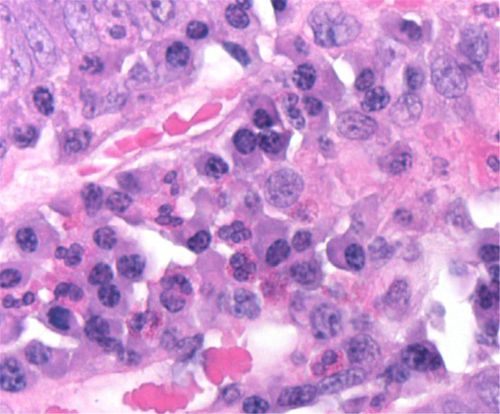 Реактив краситель - 01HEMH1000 - Histo-Line Laboratories - для гистологии