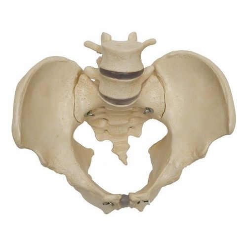 Анатомическая модель скелета - A218 - RÜDIGER - ANATOMIE  - таза / крестца / для образовательных целей