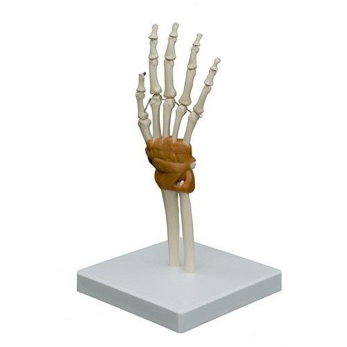 Анатомическая модель сустава - A255 - RÜDIGER - ANATOMIE  - кисти руки / для образовательных целей / с гибким позвоночником