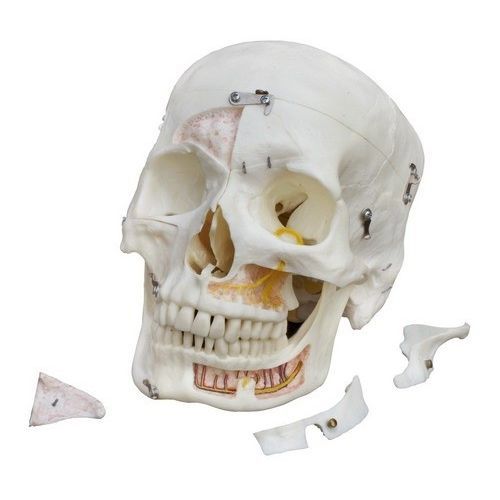 Анатомическая модель зубов - A226 - RÜDIGER - ANATOMIE  - кости / черепа / нижней челюсти