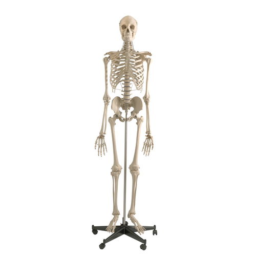 Анатомическая модель скелета - A200 - RÜDIGER - ANATOMIE  - черепа / нижней челюсти / сустава