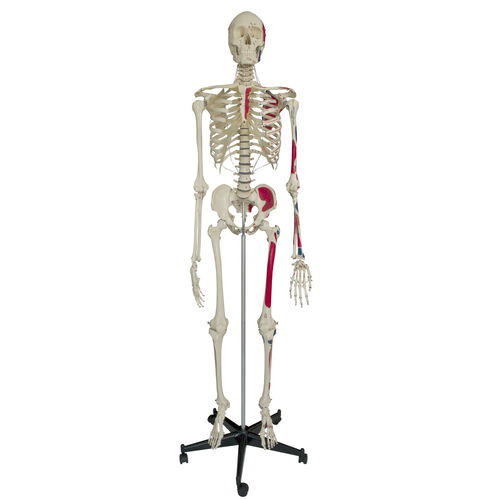Анатомическая модель скелета - A200.1 - RÜDIGER - ANATOMIE  - всего тела / для образовательных целей / с обозначением мышц