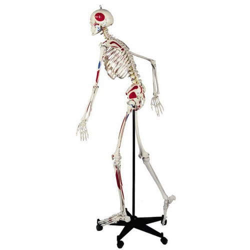 Анатомическая модель скелета - A200.3 - RÜDIGER - ANATOMIE  - мышцы / всего тела / позвоночник