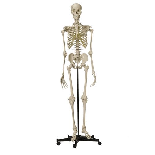 Анатомическая модель скелета - A200.4 - RÜDIGER - ANATOMIE  - черепа / всего тела / для образовательных целей