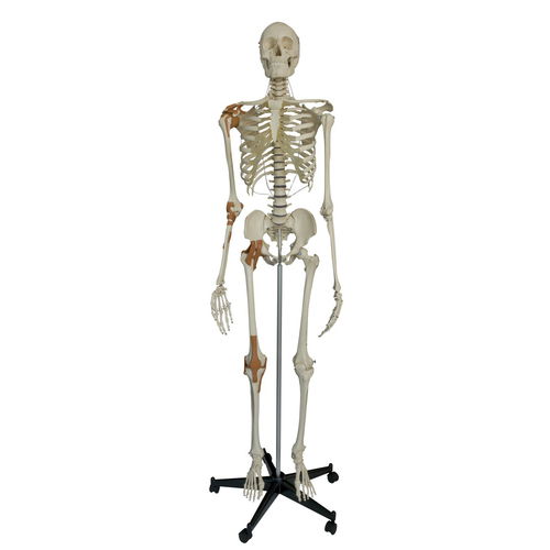 Анатомическая модель скелета - A204 - RÜDIGER - ANATOMIE  - для колена / всего тела / для плеча