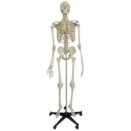Анатомическая модель скелета - A205 - RÜDIGER - ANATOMIE  - черепа / сустава / всего тела