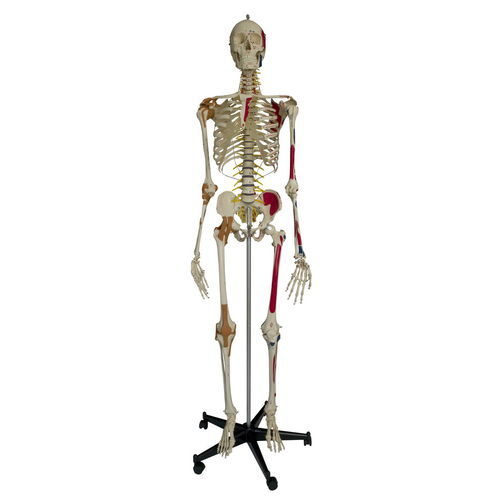 Анатомическая модель скелета - A206 - RÜDIGER - ANATOMIE  - всего тела / для образовательных целей / с гибким позвоночником