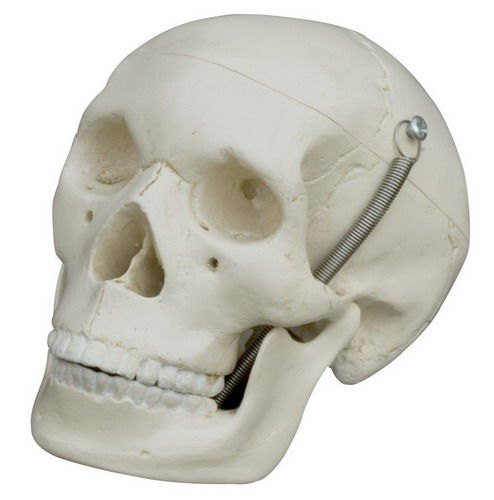 Анатомическая модель черепа - MI220 - RÜDIGER - ANATOMIE  - для образовательных целей / миниатюрная