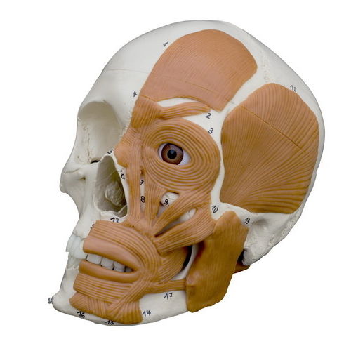 Анатомическая модель кости - A263 - RÜDIGER - ANATOMIE  - черепа / для образовательных целей / с мускулатурой