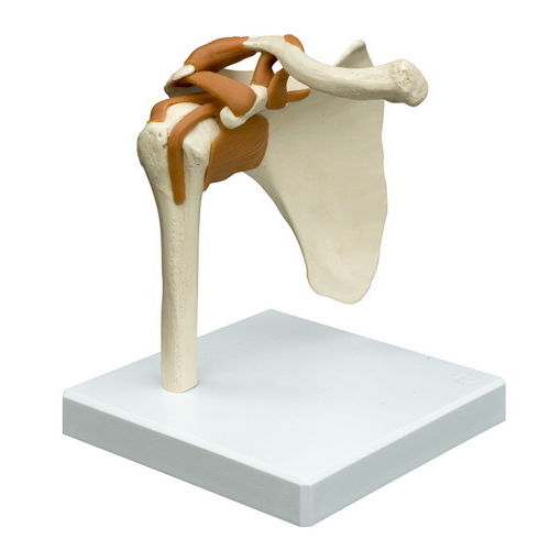 Анатомическая модель сустава - A250 - RÜDIGER - ANATOMIE  - для плеча / для образовательных целей