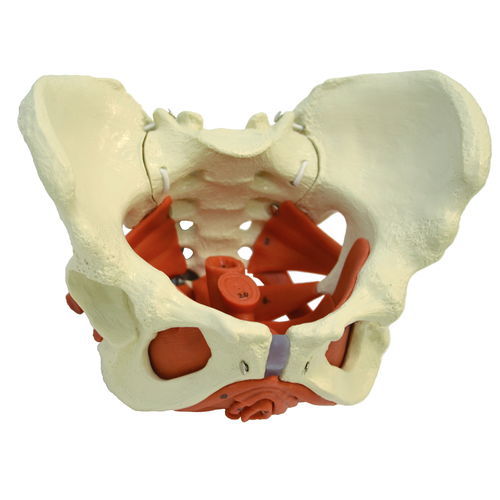 Анатомическая модель таз - A276 - RÜDIGER - ANATOMIE  - для образовательных целей / женская / гибкая