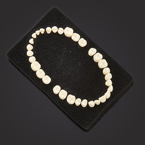 Анатомическая модель зубов - 3408 - BILKIM CO. LTD. - для образовательных целей