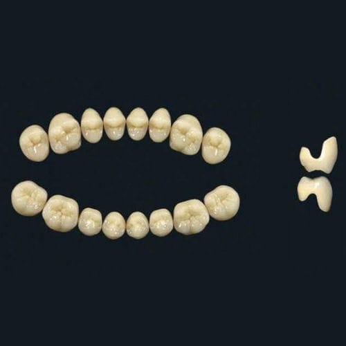 Стоматологический протез из акрилового полимера - TRIBOS 501 SSA-UJ-B1 - GEBDI Dentalproducts GmbH   - для задних зубов