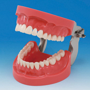 Анатомическая модель прорезывание зубов - PRO2001-UL-HD-FEM-32 - Nissin Dental Products Inc.   - десен / учебная / из силикона