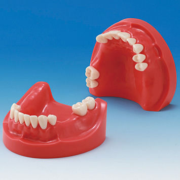Анатомическая модель челюсть - MIS-HD Series - Nissin Dental Products Inc.   - прорезывание зубов / десен / учебная
