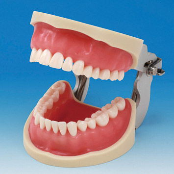 Лицевая анатомическая модель - CON2001-UL-SP-FEM-32 - Nissin Dental Products Inc.   - прорезывание зубов / десен / стоматологическая консервация