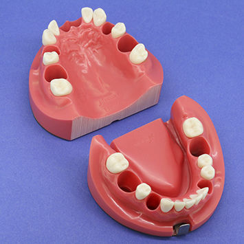 Анатомическая модель челюсти - CON1001 Series - Nissin Dental Products Inc.   - прорезывание зубов / корневого канала / эндодонтологическая