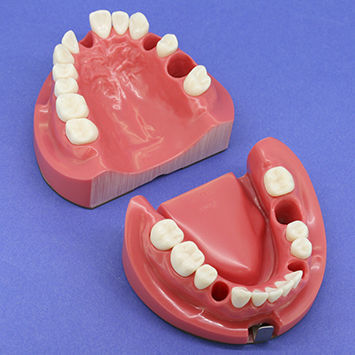 Анатомическая модель челюсти - CON1002 Series - Nissin Dental Products Inc.   - прорезывание зубов / корневого канала / эндодонтологическая