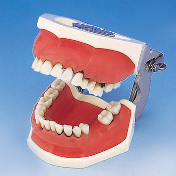 Анатомическая модель прорезывание зубов - PER1001-UL-SP-FEM-32 - Nissin Dental Products Inc.   - для хирургии / острого одонтогенного периостита / учебная