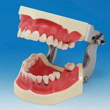 Анатомическая модель прорезывание зубов - PER2002-UL-SP-FEM-28 - Nissin Dental Products Inc.   - десен / хирургическая / острого одонтогенного периостита