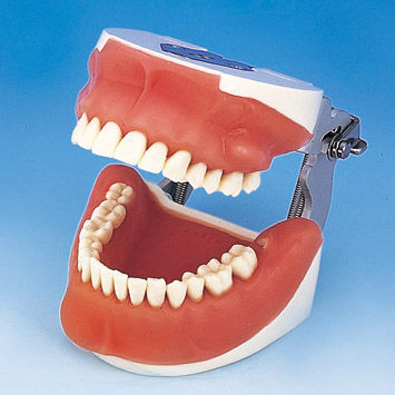 Анатомическая модель прорезывание зубов - SUG1003-UL-SP-FEM-28 - Nissin Dental Products Inc.   - для хирургии / учебная / для извлечения