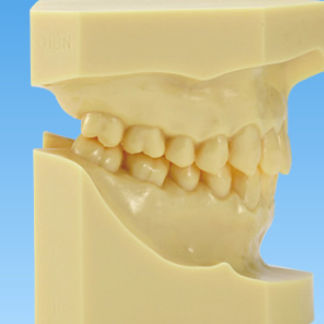 Анатомическая модель прорезывание зубов - ORT - Nissin Dental Products Inc.   - для ортодонтии / учебная / из полимера
