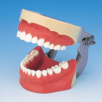Анатомическая модель прорезывание зубов - SUG1004-UL-SP-FEM-28 - Nissin Dental Products Inc.   - десен / учебная / для инъекций