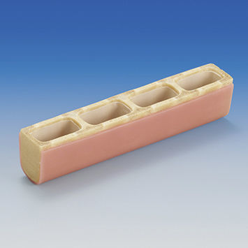 Синусная анатомическая модель - IMP1036-T-SP - Nissin Dental Products Inc.   - для стоматологии / ребра / учебная
