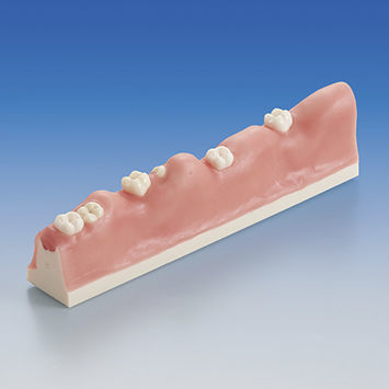 Анатомическая модель для стоматологии - SUG1010-T-SP - Nissin Dental Products Inc.   - для удаления зубов / учебная