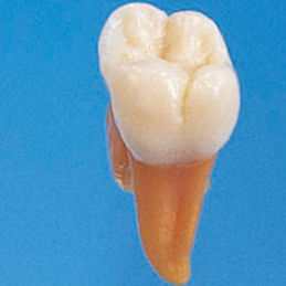 Анатомическая модель зубов - B2-TA.2 - Nissin Dental Products Inc.   - учебная